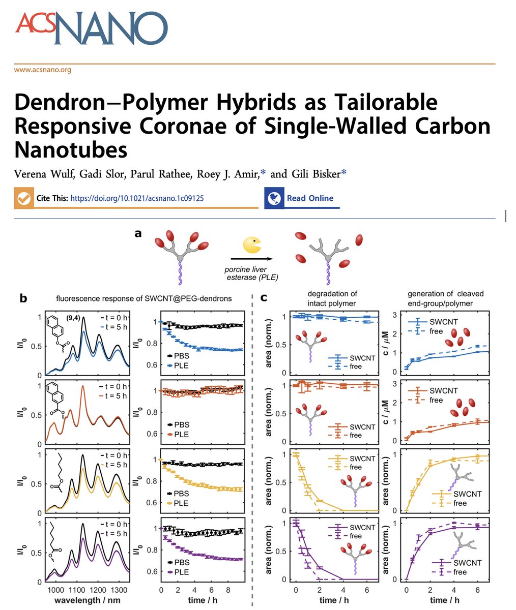 GiliBisker's tweet photo. Excited to share our work! Now out on @acsnano.
Check out how we monitor enzymatic activity with dendrons functionalized single-walled carbon
nanotubes! @stem_program @TelAvivUni @BioSoftTAU @RoeyJAmir @parulrathee5 @GadiSlor @nanocarbons https://t.co/WknwXmGtal