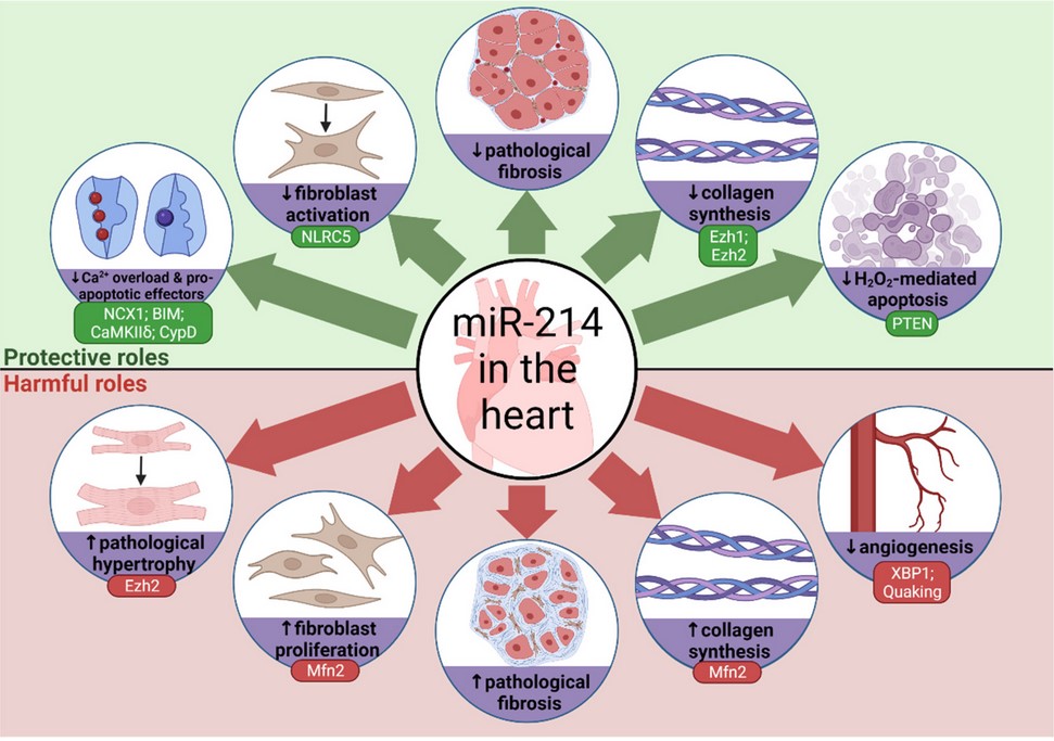 '#MicroRNA-214 in Health and Disease' from Amin, Trevelyan and Turner. 
#cellbiology #molecularbiology #cellsmdpi #microRNAs #cardiovascular #heart #cancer #bone #celldifferentiation

Full text: mdpi.com/2073-4409/10/1…