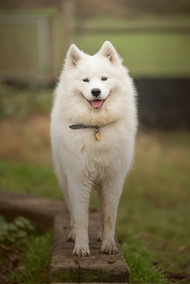 adloquia's tweet photo. Got some fancy pro photos done by the amazing Ronan Nind 🥺💜

#samoyed #landcloud https://t.co/fesVXMtMvR