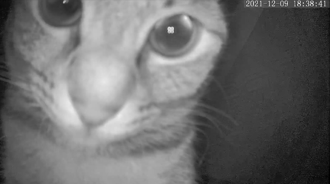 人間がなかなか帰って来ずペットカメラを見つめる猫 