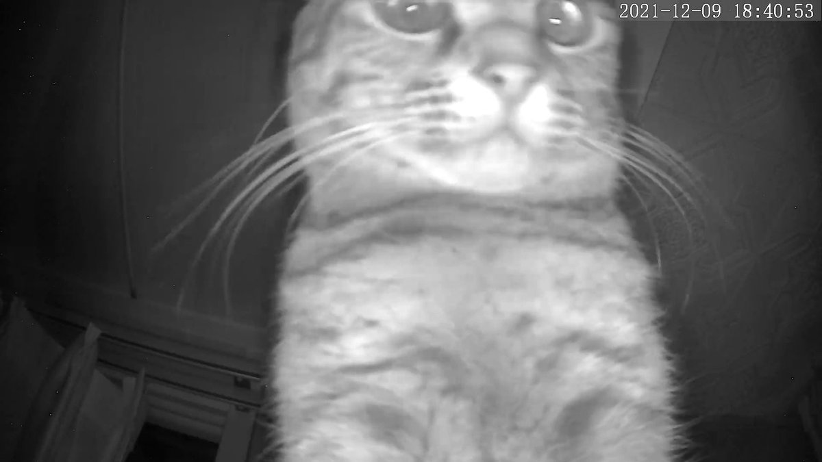 人間がなかなか帰って来ずペットカメラを見つめる猫 