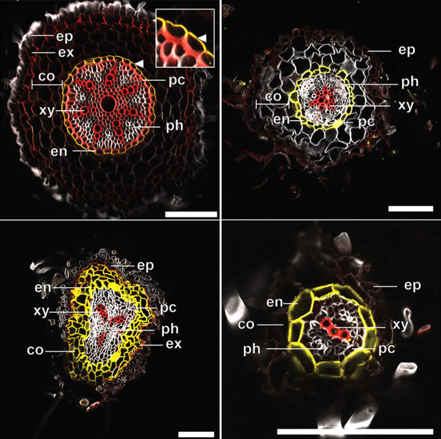 Triple staining technique for imaging suberin, lignin, cellulose plant cell wall components using Basic Fuchsin, Fluorol Yellow and calcofluor white.
(doi.org/10.1242/dev.19…)
