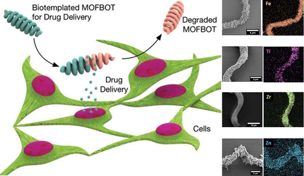 Nice to see this lovely collaboration out.   "Biotemplating of MOFs Nanocrystals for Applications in Small-Scale Robotics". Congrats to everyone!
<a href="/PuigmartiLuis/">Josep Puigmartí-Luis</a> <a href="/PaneSalvador/">Salvador Pané Vidal</a> <a href="/FuniMat/">FuniMat</a> <a href="/PumeraGroup/">Pumera Research Group</a> 
doi.org/10.1002/adfm.2…