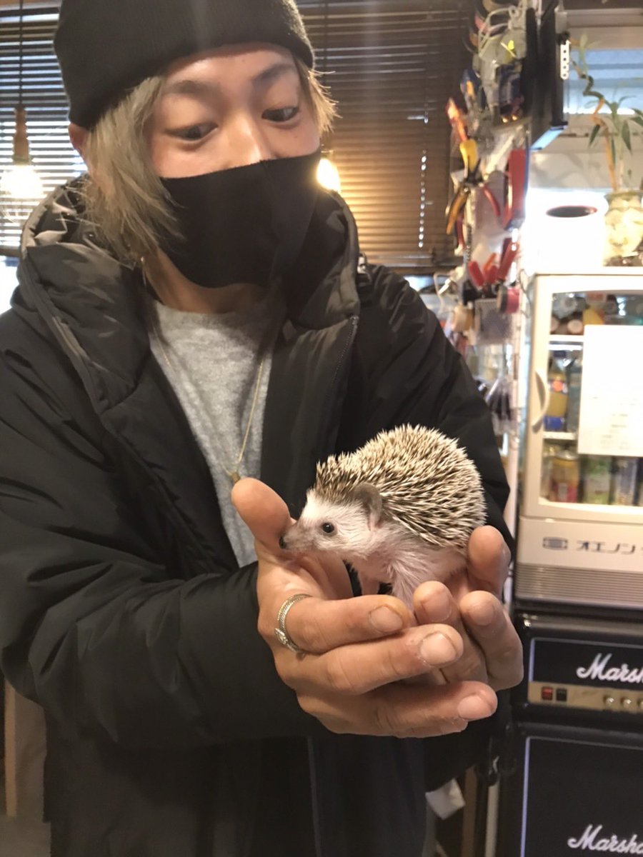 Bassist_MORIKEN's tweet image. Yokota Base Studioのニューアイドル『ポポちゃん』🦔❣️

めちゃくちゃ人懐っこくて、鬼かわいいんですけども😍😍

#yokotabasestudio
#ハリネズミ