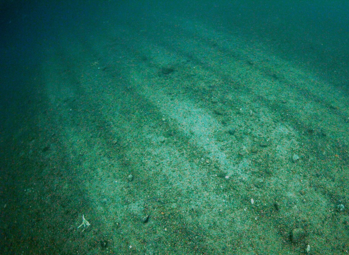 FaunaFloraInt's tweet photo. OUT TODAY: A brand new report on #BottomTrawling by leading fisheries experts, including our @DanJSteadman, gathers data on bottom trawling’s impacts and suggests constructive ways to #TransformTrawling. 

Read it here: https://t.co/7rdPiM2Z85

📸Howard Wood / COAST https://t.co/r993NcjmYv