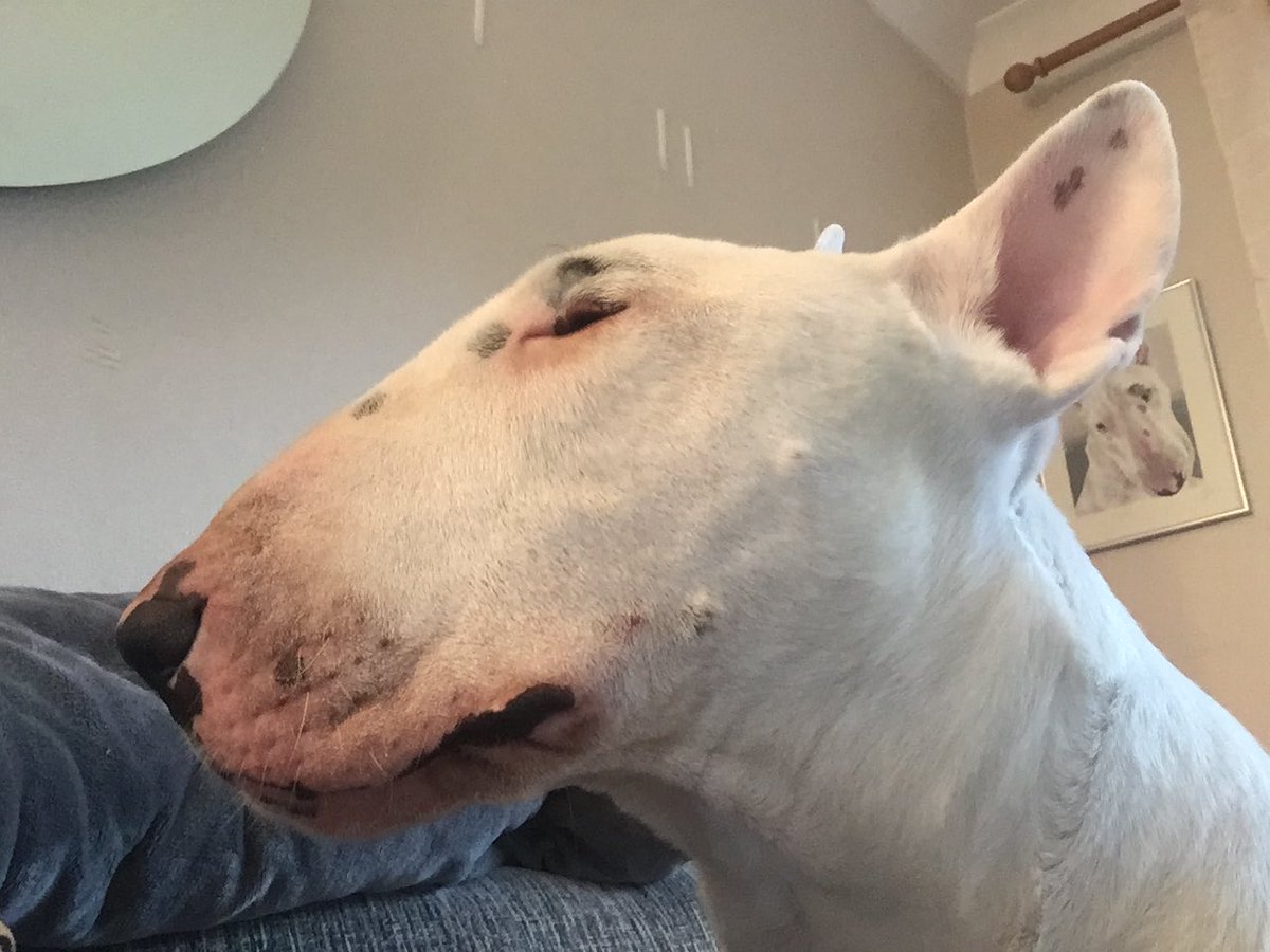 mrst43's tweet photo. When he just stares at you ... for ages ... and you’re supposed to know what the fuck he wants #beenfed #beenwalked #hadeveryneedcateredfor 🙄🐾 https://t.co/u8cioYQDZG