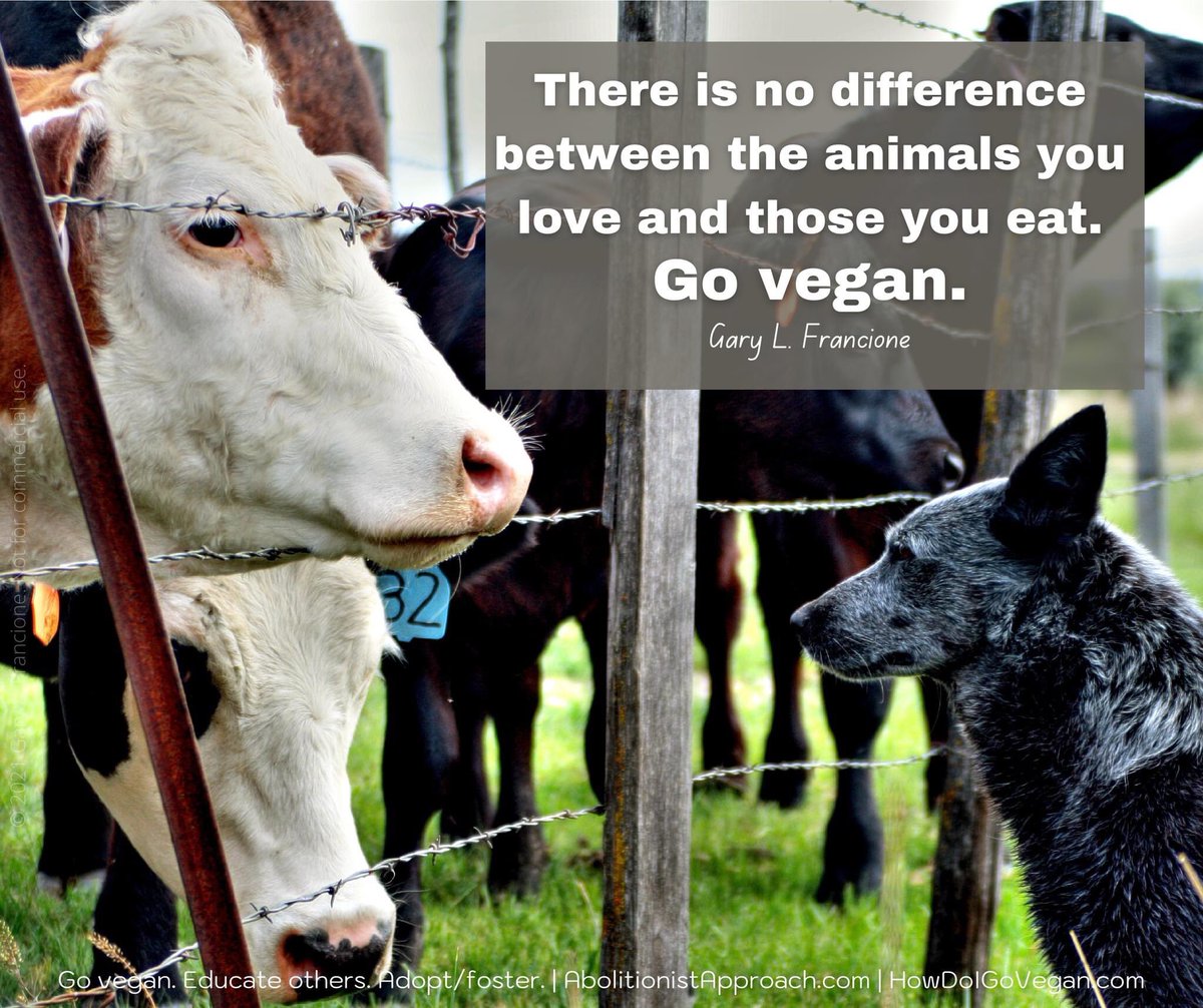 garylfrancione's tweet image. Just as no one would propose that “humane” dog fighting would be acceptable, it is absurd to suggest that the “happy” exploitation of animals used for food is morally acceptable. There is a simple cure for moral schizophrenia: go vegan. abolitionistapproach.com/mary-bale-mich…