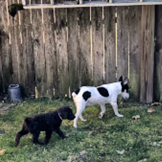 mutmaster831's tweet photo. Mortamor during his first week home and Jillian is leading him around the yard https://t.co/YlO6sATgQw