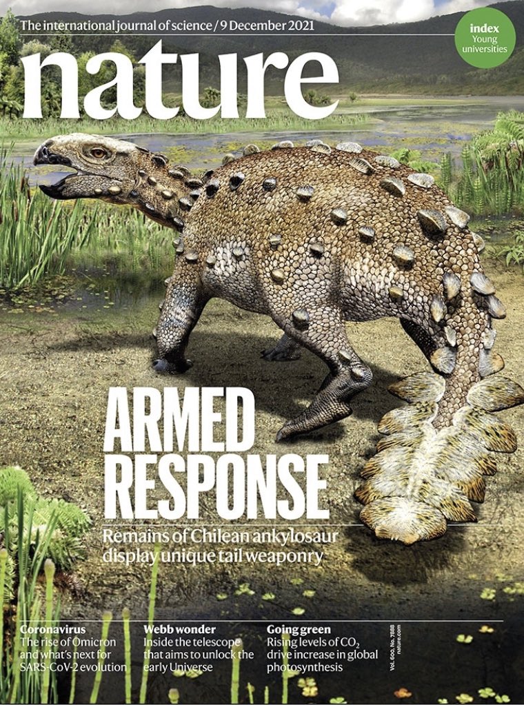 🦕🇨🇱Buenos días! Hoy el Stegouros elengassen, el nuevo dinosaurio chileno, en la portada de @nature. Un reconocimiento a esta destacada investigación nacional y una ilustración de <a href="/arbalbel/">Mauricio Alvarez 🎨🌿Science Illustrator</a> que pone en valor este tremendo descubrimiento paleontológico en nuestra Patagonia.