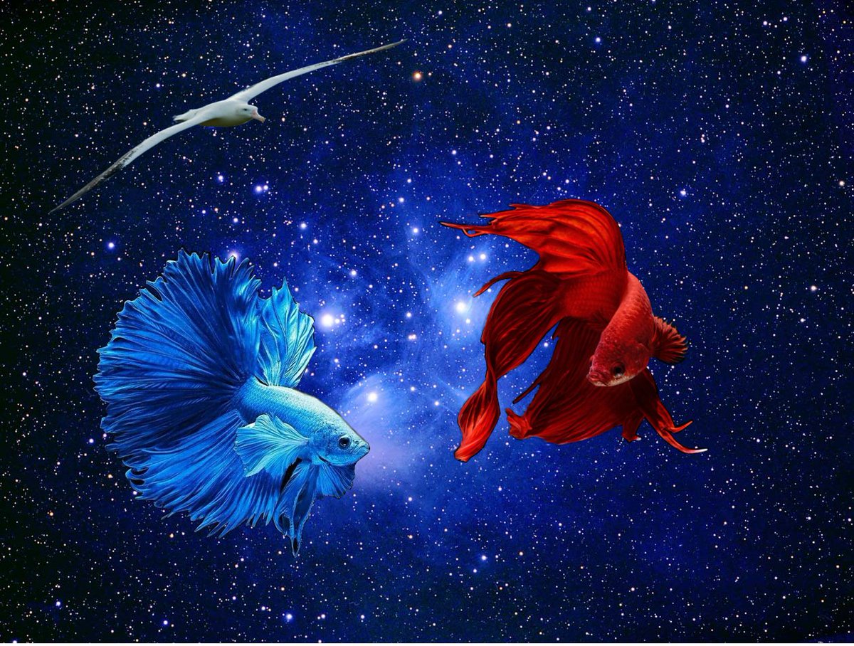 GalacticAlbatrX's tweet photo. In the Red Corner. #Black vs #White. #Blue vs #Red. #Democracy vs #Communism. Fighting tendencies are not confined to #human #behaviour but only #Mankind makes a #profit by promoting #aggressive conflict on a worldwide scale.
Observations by the #WanderingAlbatross https://t.co/XmWSEp0clP