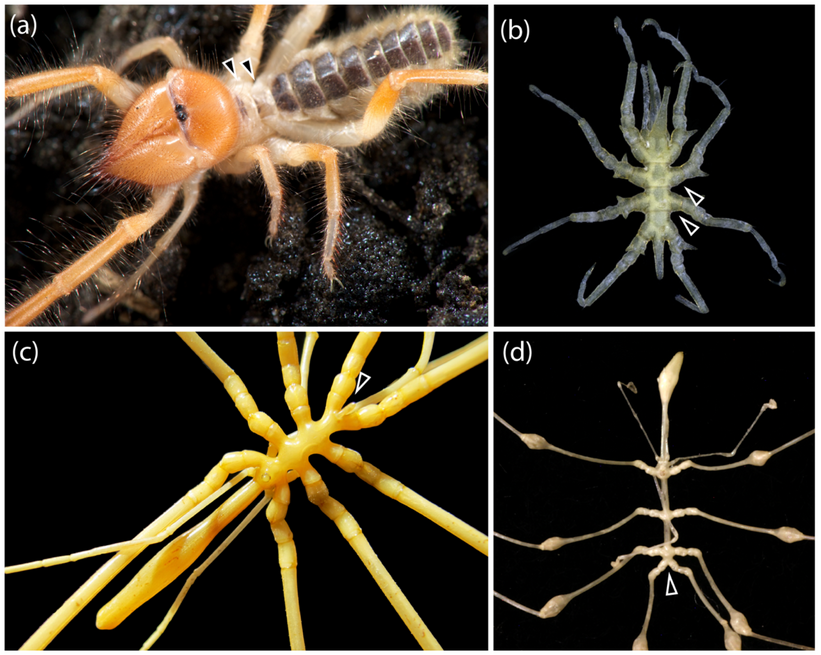 DiversityMDPI's tweet photo. #DiversityMDPI, New publication"What Is an “Arachnid”? Consensus, Consilience, and Confirmation Bias in the #Phylogenetics of #Chelicerata " at the link: https://t.co/PnoGsNMXro https://t.co/0v65ier5gT