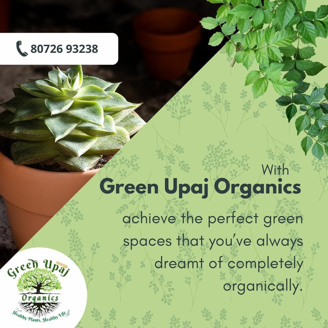 GreenUpaj's tweet photo. Try our organic fertilizers for a healthy lifestyle
#greenupaj #Greenplants #organic #fertilizers #chemicalfree #plantlover #healthygarden #gardenhacks #greengarden #nature #instagram #likeforlike #followforfollowback #instagram #greenplants #naturalfertilizer #organicgrowth https://t.co/Qyn9t3HIPD