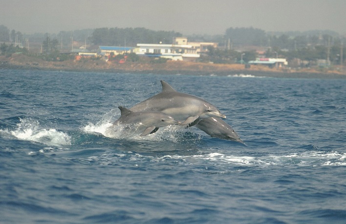 Indo-pacific bottlenose dolphins that live near Jeju Island,South Korea, are to be given further protection. 

With tourist boat numbers increasing, concerns have been raised with regards to the marine mammals being at risk. 
koreabizwire.com/ocean-ministry…
