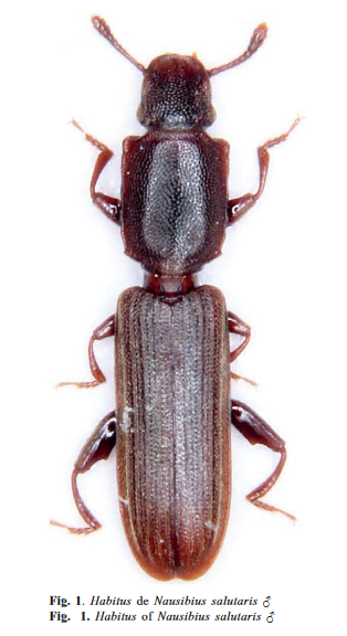 MCNBbiblioteca's tweet photo. 🌟Primer registro de la especie Nausibius salutaris (Parsons, 1974) para la región Paleártica
🏞️ Encontrado en el Parque Natural de Sant Llorenç de Munt y Serra de l’Obac
✍️Participa nuestro colaborador Sergi Trócoli @MCNBzoologia
📖https://t.co/neFf65tlQa
#RepositorioMCNB https://t.co/yRlxTN4e9X