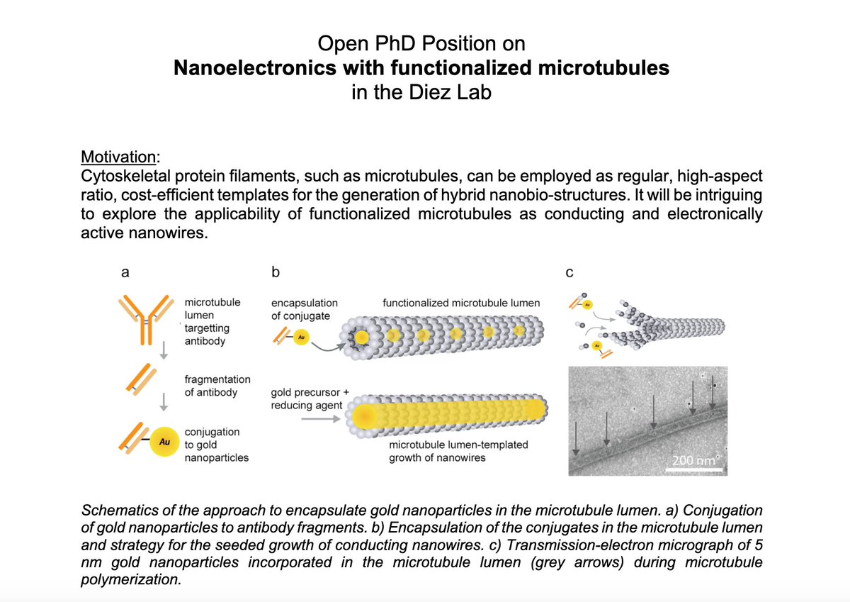 Please RT - We are hiring! We're looking for a dynamic, creative new PhD to build on the brilliant work done by <a href="/forammj/">Foram Joshi</a> on Nanoelectronics with Functionalised Microtubules 

If that's you please come be a part of our lab:
 digs-bb.de/research/resea…

#biochemistry #bionanotech