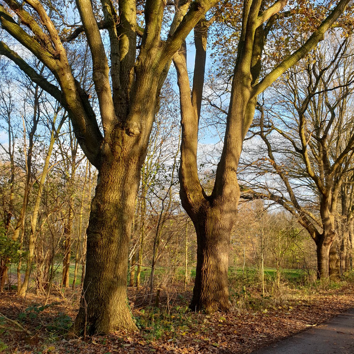 CEMSportSupport's tweet image. MindSupport wandelen met deelneemster. V (in de boom) staat voor Vrijheid en Vol hoofd leeg wandelen. Heerlijk. #mindsupport #wijchen #bewegendcoachen #hypnotherapie #bewegenisgenezen