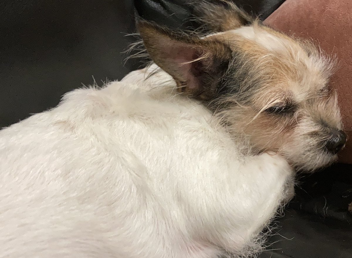 chicathechih's tweet photo. Delilah has been feeling a little yucky the last couple days. So I’m taking the day off of social media to watch over my sister. ❤️~Chica #dogsoftwitter https://t.co/rjoNTv26tq
