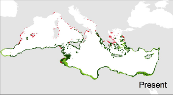Marlene2019's tweet photo. Thread of our new paper: we combined a correlative species distribution model with  thermal limits for growth of Halophila stipulacea. The model based on exotic Mediterranean thermal limits (14 - 36ºC)  accurately agreed with the present distribution of the species
@RosaChefaoui https://t.co/thYaV0JMZC