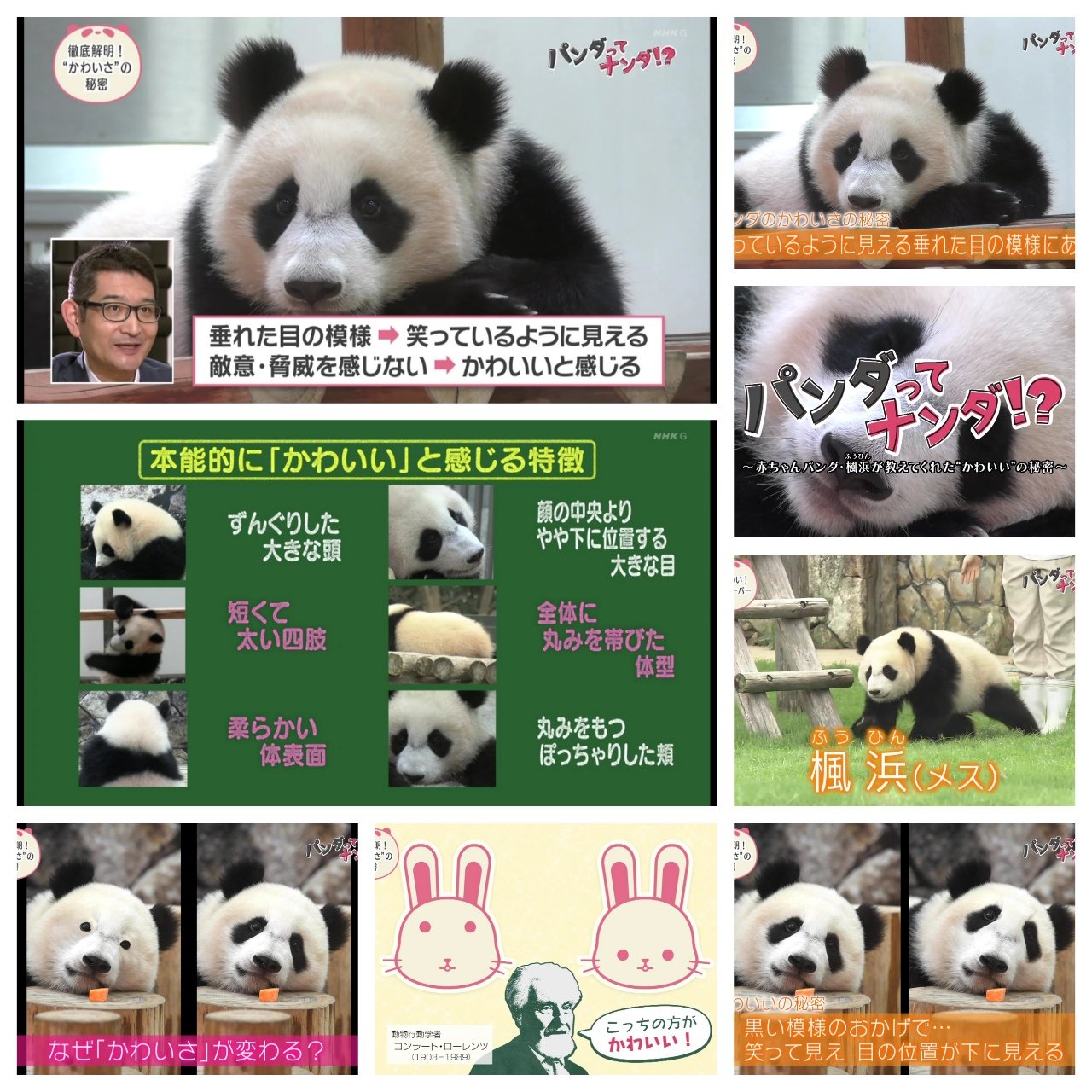 تويتر わび さび على تويتر 本能的に かわいい 理由 パンダってナンダ 楓浜 パンダ アドベンチャーワールド T Co Buqfcjugkg