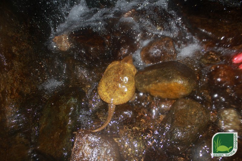 Asian Turtle Program tweet media
