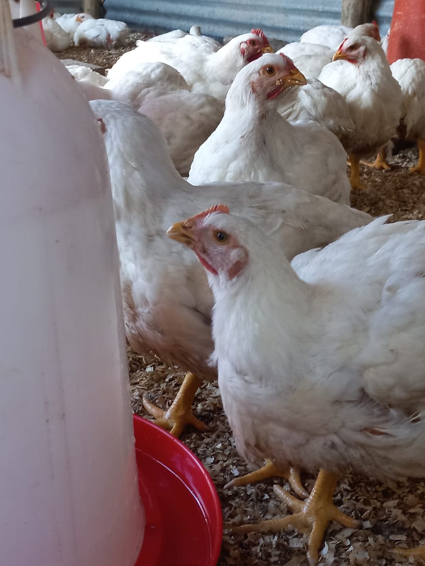 BasothoAfriSol's tweet photo. Ke Dezember, ha re ja leoto be ntse re ja le nama.🍗

Place your orders:
R105 per live chicken
R100 each for 6+ slaughtered chickens 
R120 per slaughtered chicken 
R115 each for 6+ chickens 
Local delivery starts at R20. 

📞063 367 5897 
📍2528 Seotlong Bluegumbosch, Qwa-Qwa https://t.co/qWq8mpcG4I