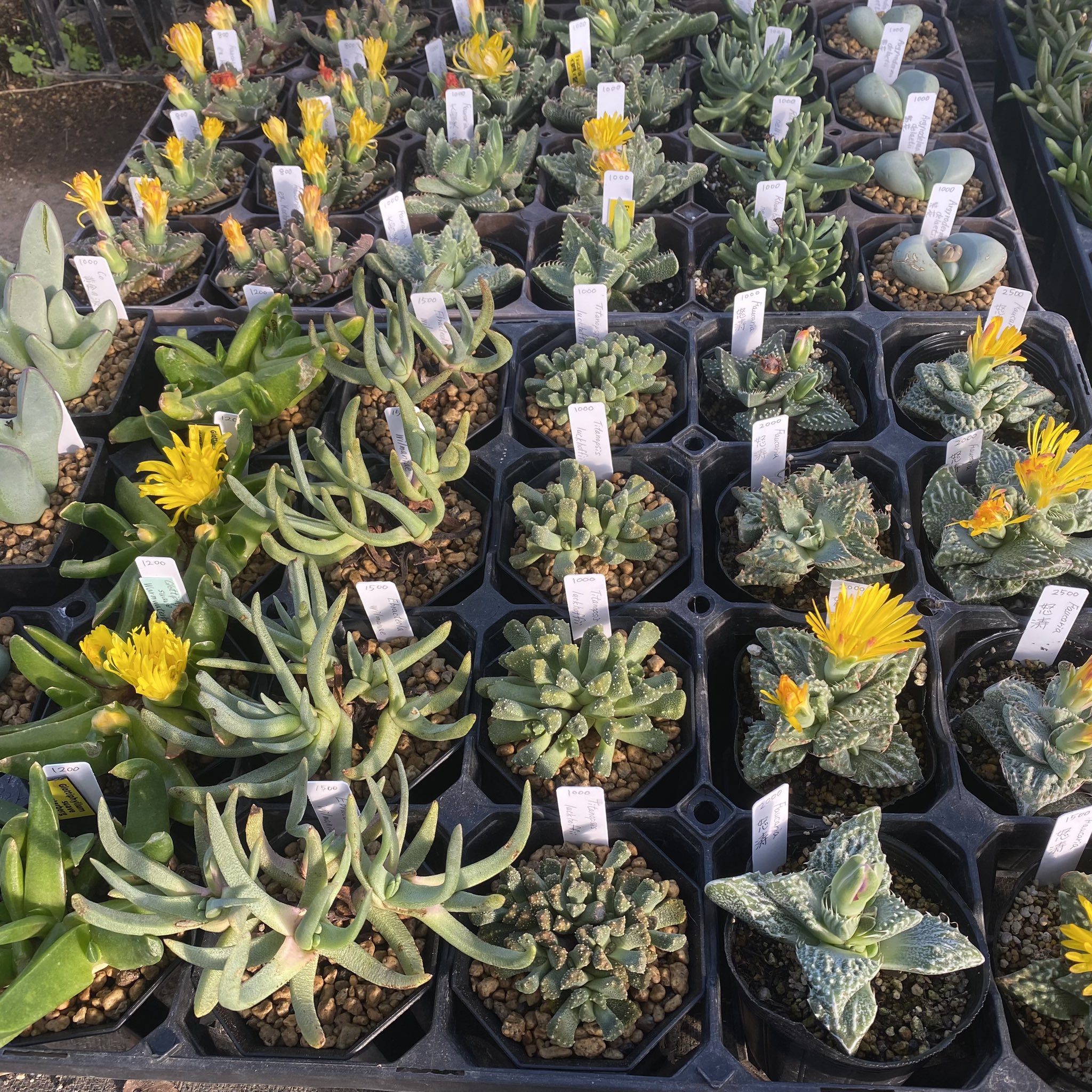 植物屋dohraku Sdohraku Twitter