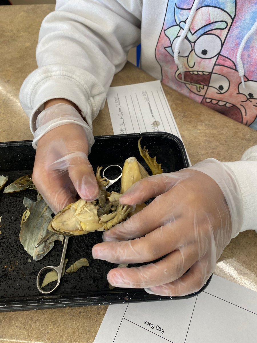 BurnetMS's tweet photo. Things are getting #froggy 🐸 in Mr. Alayon’s 7th grade #science class. #DissectionDay @BurnetMS @AustinISD @AisdMiddle @AustinISD_STEM https://t.co/ufYaapjkyh