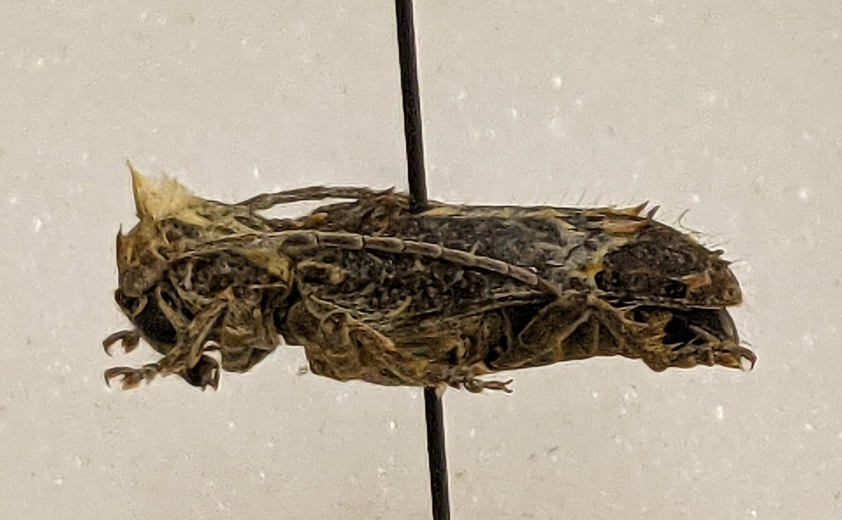 dr_firefly's tweet photo. Desmiphora hirticollis #Coleoptera #Cerambycidae
The original mohawk
#AmazingBeetles #FSCA #WappesCollection #PunkRock https://t.co/7V8XuM2sWE