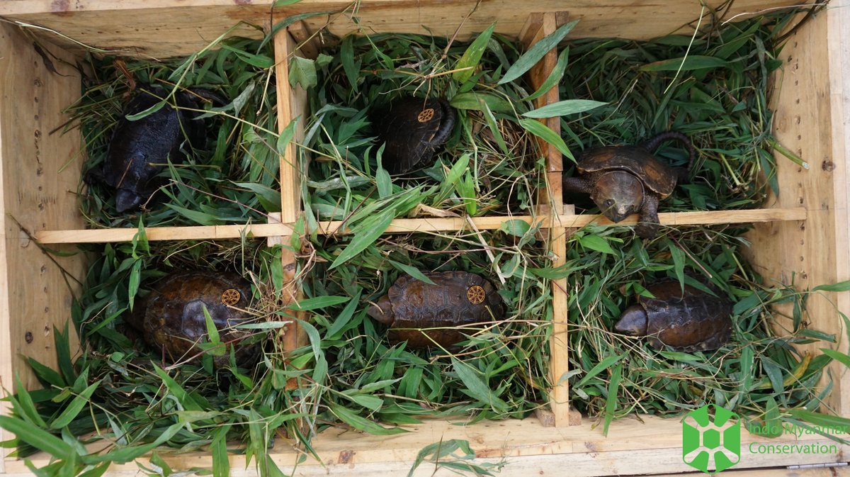 Asian Turtle Program tweet media