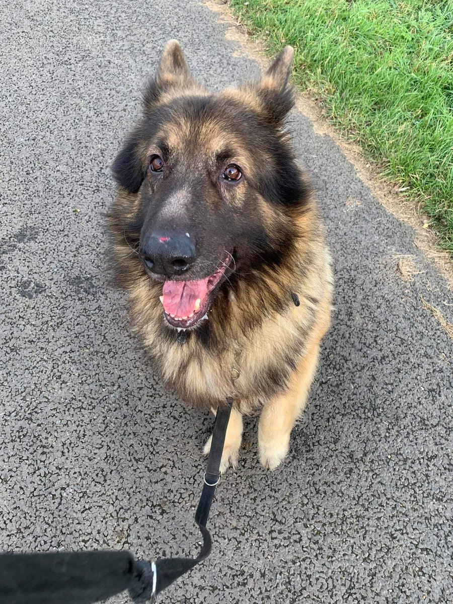 gsrescueelite's tweet photo. Kai, Hansel, Levi and Wolf from our #Essex kennels are so handsome they should be advertising perfume on the TV 😍🤣
#dogs #GermanShepherd #dogsoftwitter #ThursdayMorning https://t.co/2zK5sCh9kF