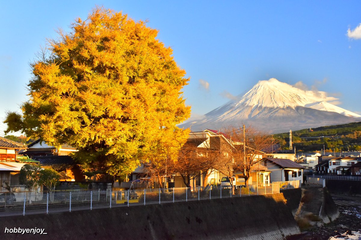 朝陽☀️を浴びる黄金色に色付いた富士岡銀杏地蔵尊の大銀杏(樹齢650年程)と裾野まで新雪を纏った豪雪❄️富士山🗻 これ以上無い最高の条件で今朝撮影📸できました。 晩秋の素晴らしい光景でした。