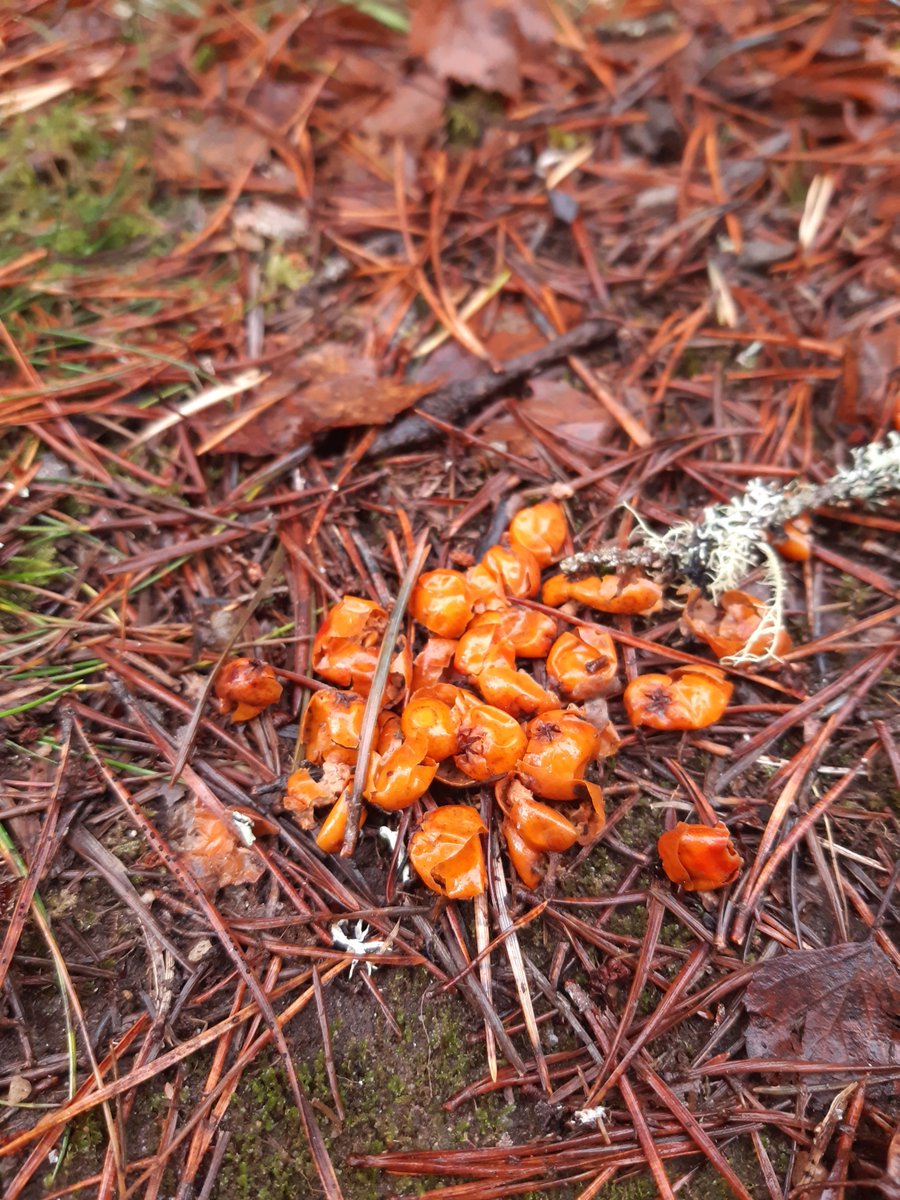RareInverts6's tweet photo. Lots of these little piles of used rowan berries @RSPBScotland #AbernethyForest at the moment.
This reflects the importance of diverse forests with a broadleaf understorey for birds & mammals as well as invertebrates like the #pinehoverfly. https://t.co/YT7d7J24ww
