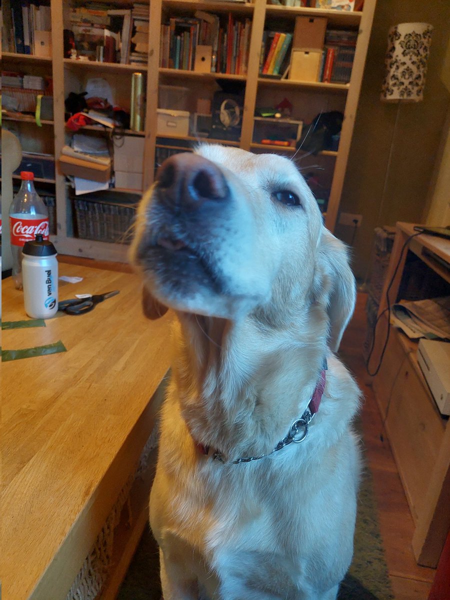 RoosOfficial's tweet photo. Doggo pics to bless ur tl https://t.co/KEqDzW43Dt