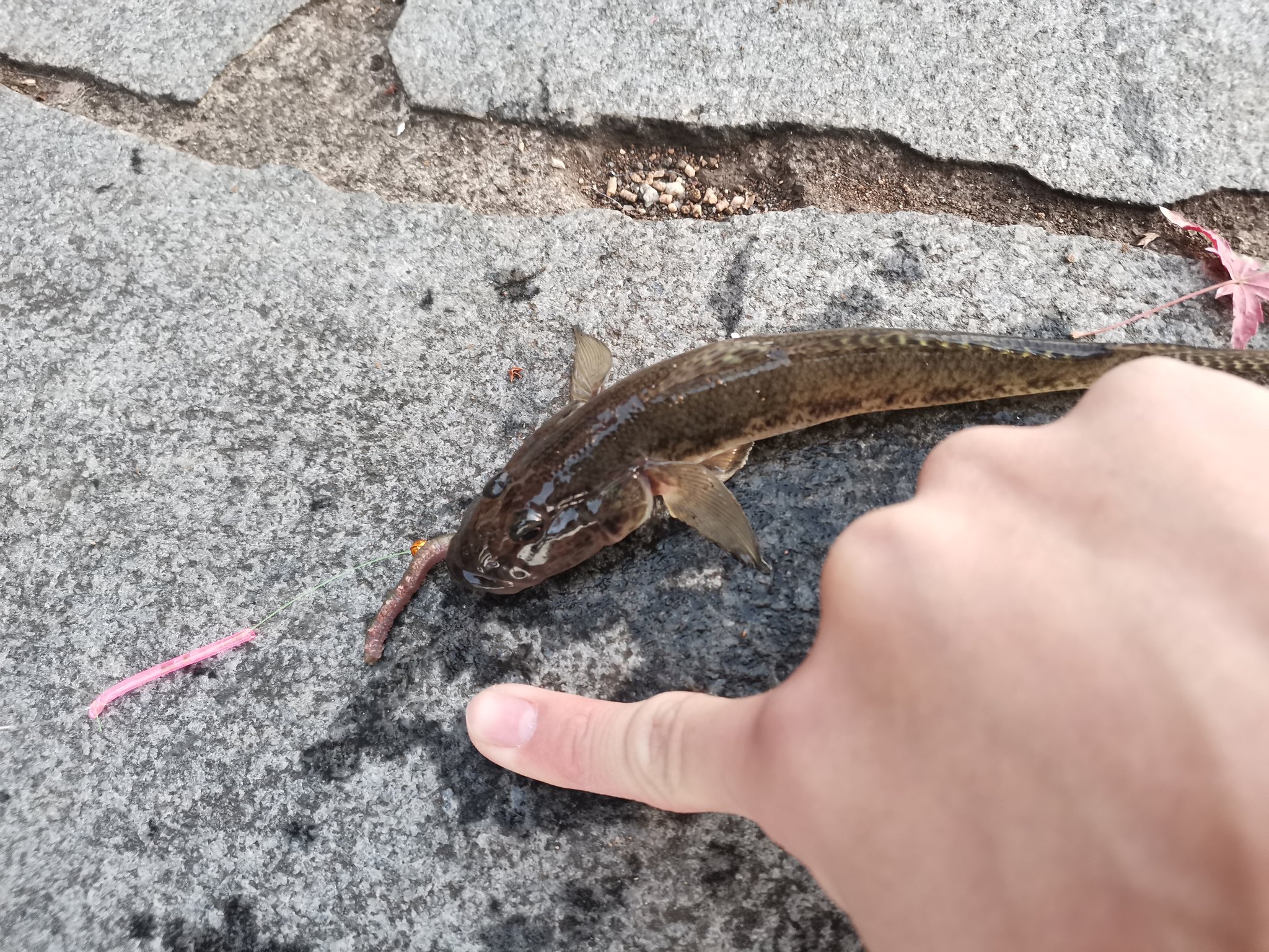 落ちハゼ Twitter Search Twitter