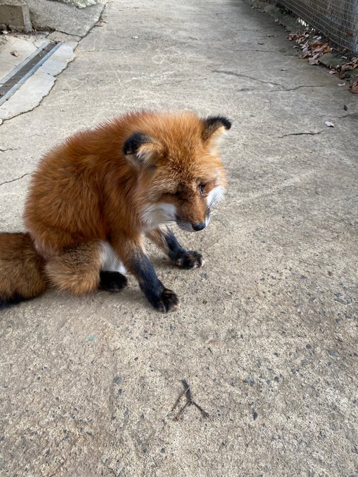 蔵王キツネ村にいるしわしわピカチュウのような味のあるしょんぼりきつねすき 
