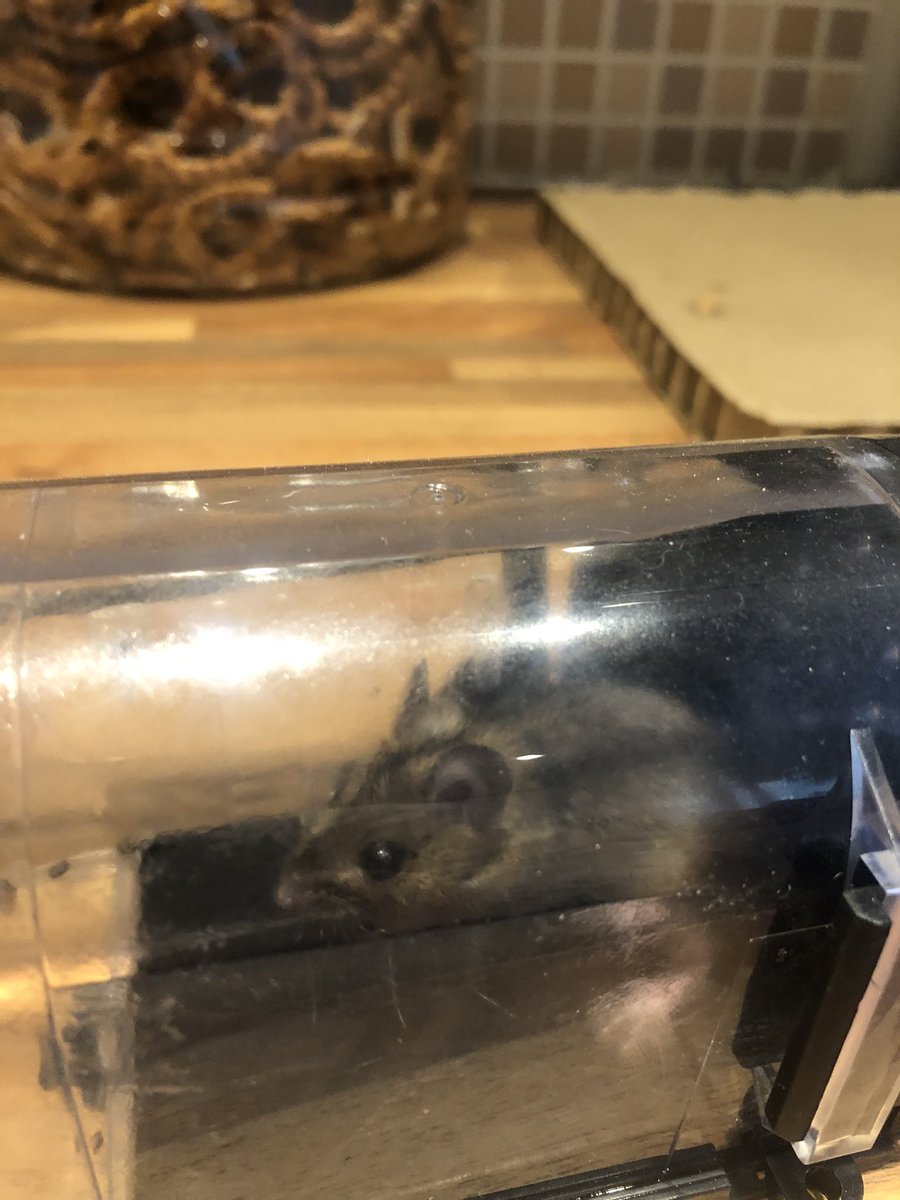 Adam1702's tweet photo. Caught a moose in ma hoose!! #releasedsafely #rodent #pretzel https://t.co/mbEyGmDzlk