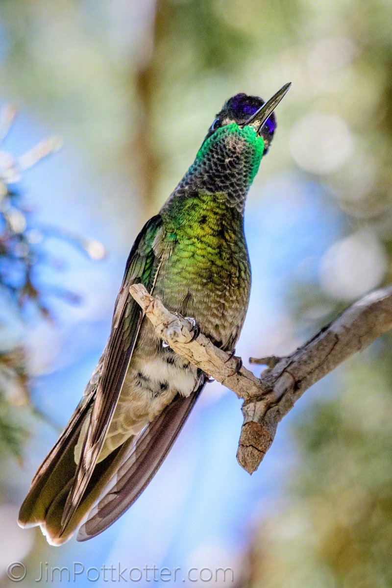 Rivoli's Hummingbird was formally known as the Magnificant Hummingbird due to its large size, purple crown, and emerald throat. However, as one of our largest hummingbirds, it seems to be a relatively gentle giant that does not push around smaller hummers. #wildlifephotography