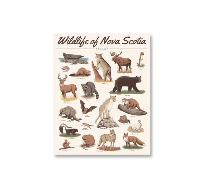 indiemercantile's tweet photo. Pleased to have this Nova Scotia Wildlife series by our neighbour Alex @midnightoilprintdesign back in stock - and including newest addition - Flora. He's such an extraordinary talent, &amp; we're proud to offer his work.
#madeinNS #canadianartist #halifax #locallymade #shoplocalns https://t.co/yuaVt5DhQL