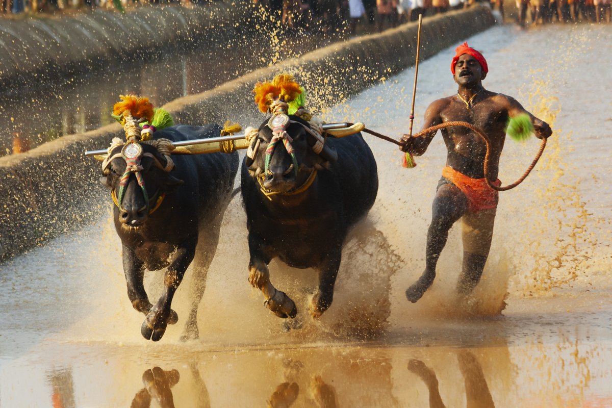 dijaraj's tweet image. Dear Fam,
Dropped my 5th NFT, &quot;Kambala- The Sprint of Bulls&quot; in @withFND 
Looking forward to your love and support.
foundation.app/@dijaraj/~/115…