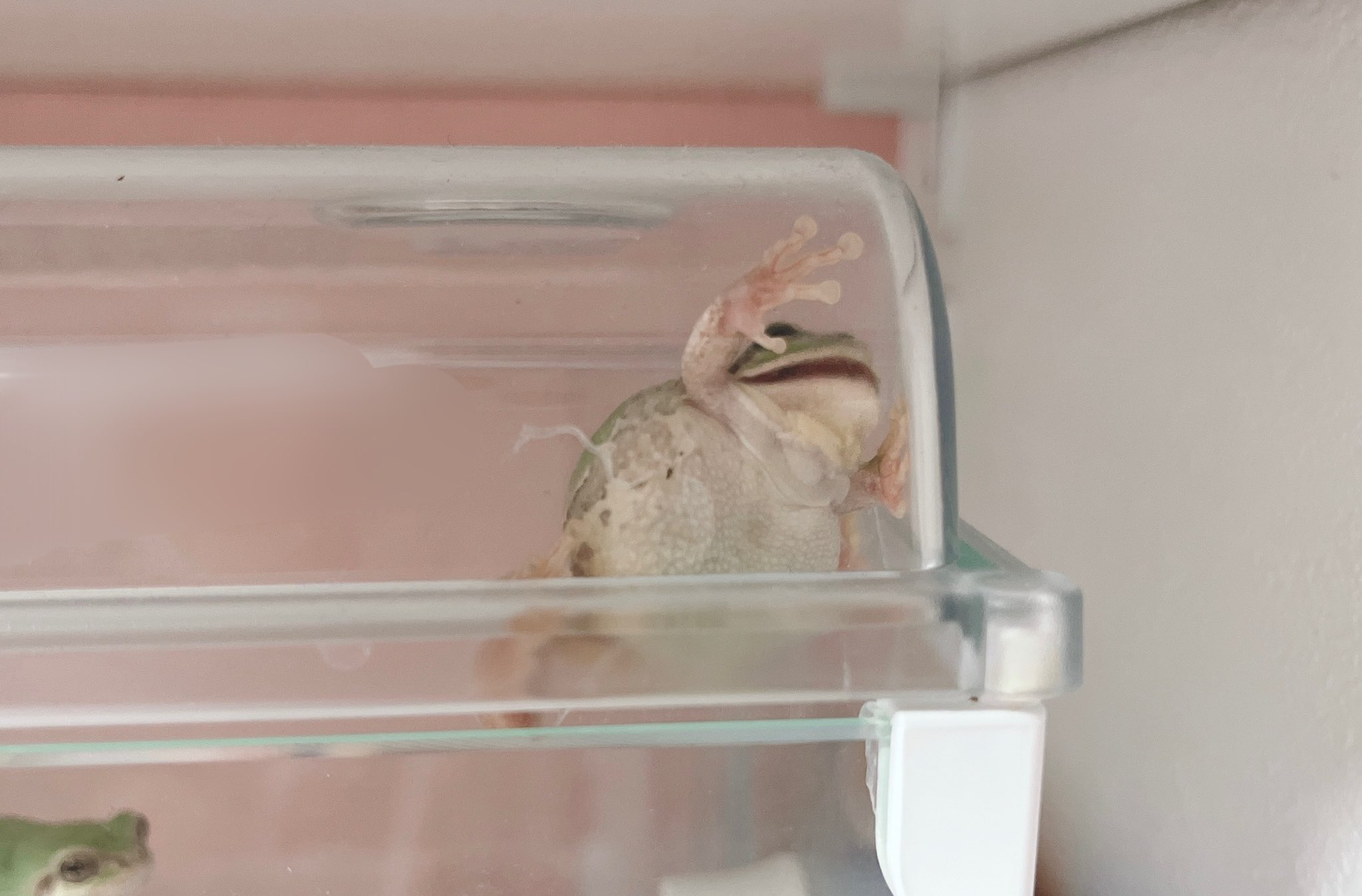 けろん 脱皮中 すごい顔 ᴗ アマガエル かえる カエル T Co Mnxjtoyj0i Twitter