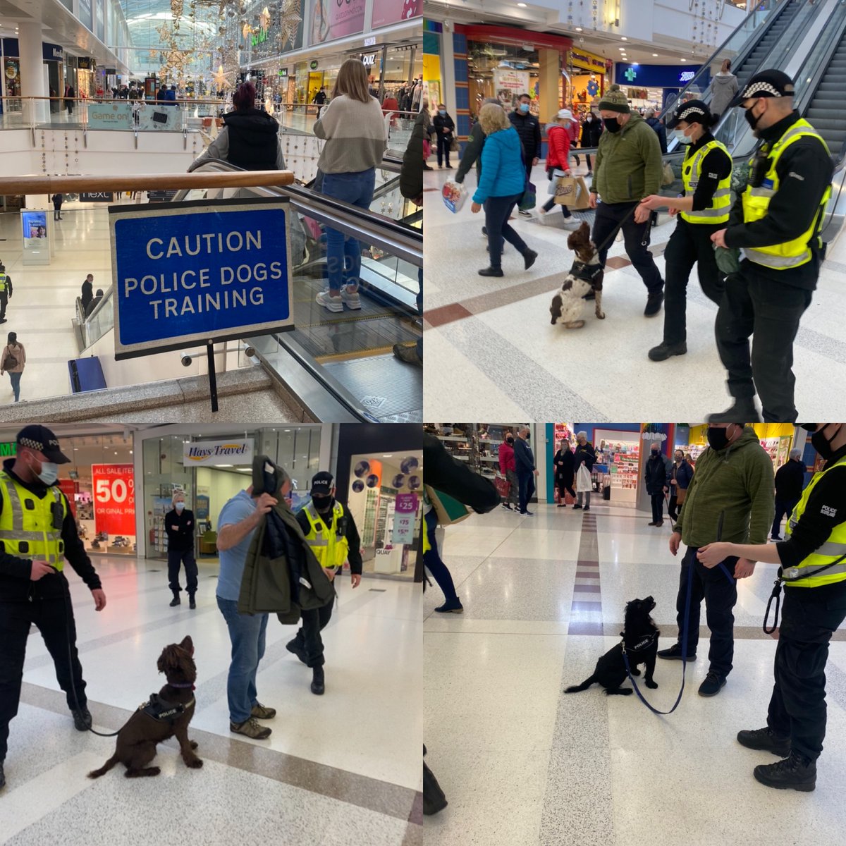 PSOSDogs's tweet image. Today we are at @Braeheadcentre Training for event scanning as we cant wait for big events to start again! Here is #PDRexi #PDEddie and #PDBilly showing off their skills. Thanks to the staff for allowing us to use this venue #KeepingPeopleSafe #TrainingDay #DrugsAreForMugs 🐾🏴󠁧󠁢󠁳󠁣󠁴󠁿