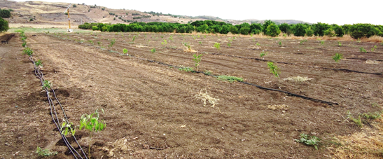 HandyWaterPRIMA's tweet photo. What is the #RegulatedDeficitIrrigation?🤓An irrigation strategy for #WaterSaving and enhancing #CropProduction and #CropQuality. RDI applies a water deficit only when the crop is less sensible to water stress. Follow @HandyWaterPRIMA for being updated on #IrrigationInnovation!💦 https://t.co/7bjM7UQvbv