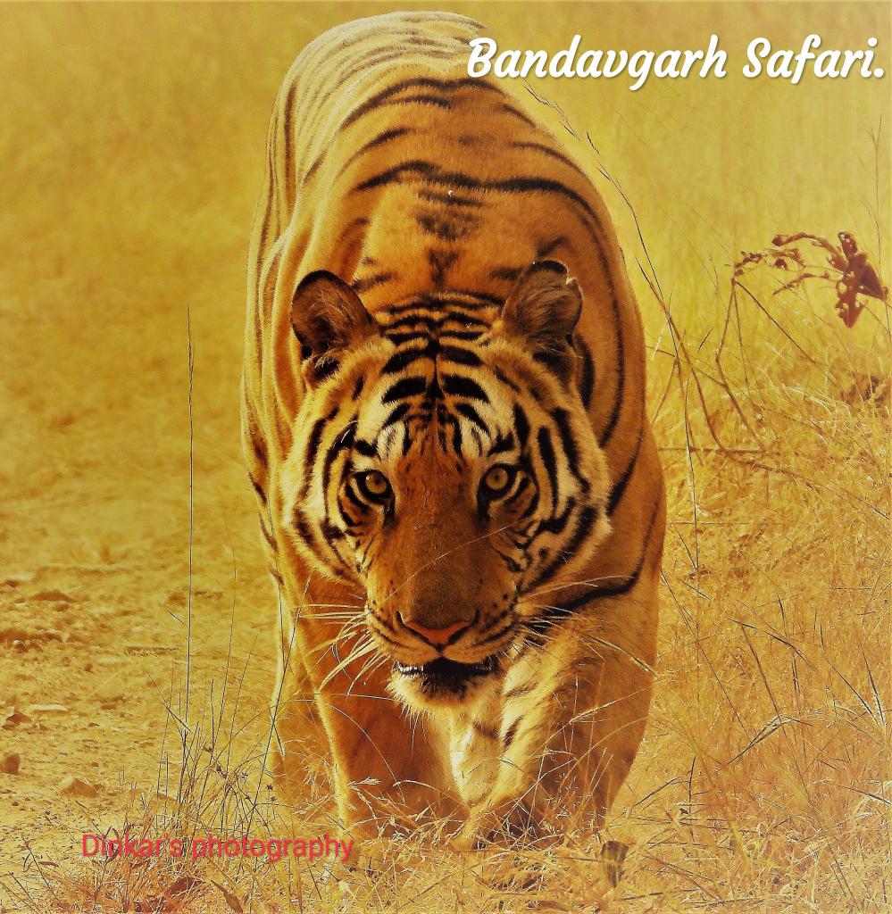 DikshitDinkar's tweet photo. Watch the amazing Tiger of Bandavgarh...A very catchy trailer,brings you virtually.. absolutely close to his highness..
A Dinkar's wildlife presentation.
Pls share, like and subscribe.
https://t.co/iokxrcLO9D
@Nigeblue 
@EmeraldWildlife 
@HughHarrop 
@Britnatureguide 
@imithil9 https://t.co/Ab5pdfIvNl