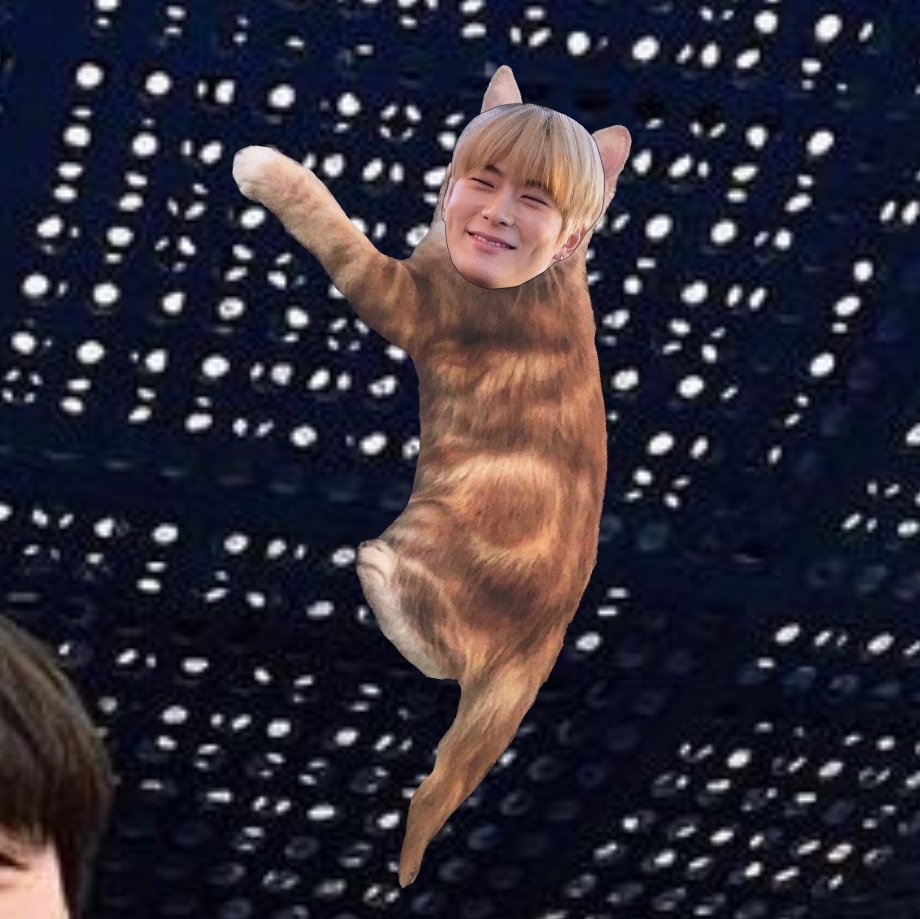 แมวส้มปีนเก่งจังเลยอ่ะ ลงมาถ่ายรูปกับพี่ล์ดีๆสิคับบบ