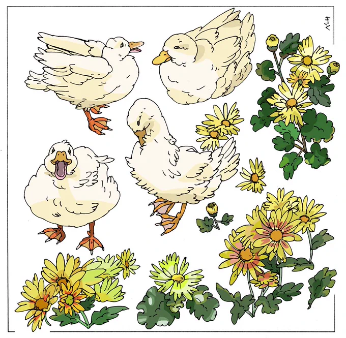 菊とコールダック🌼 