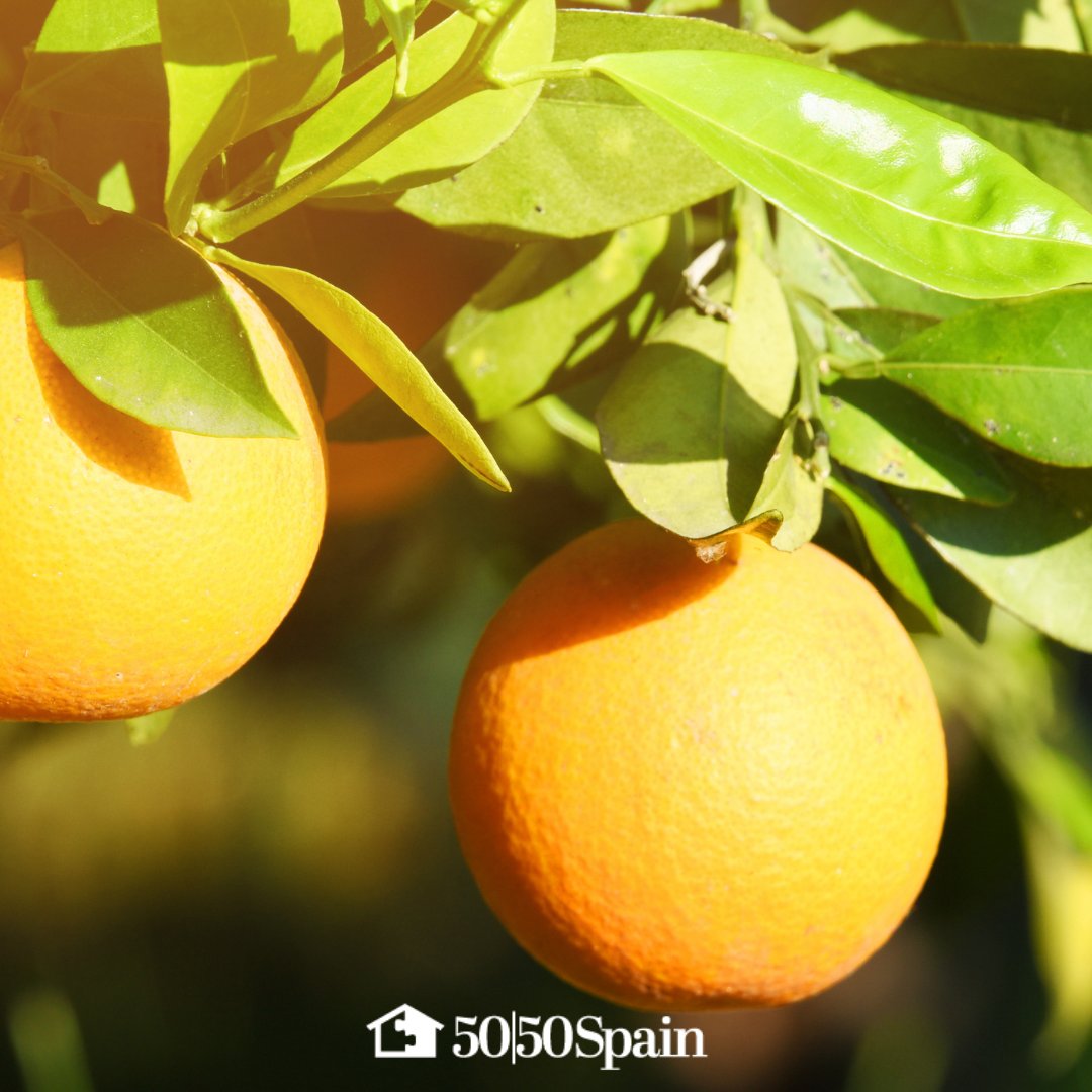 Certain fruits and veggies grow better in sunnier climates…

One of the most popular is oranges.🍊

We can’t think of anything better than lounging in the sun with fresh orange juice.

What’s your favourite tropical fruit?🍍

#costadelsol #holidayhome #holidayseasons