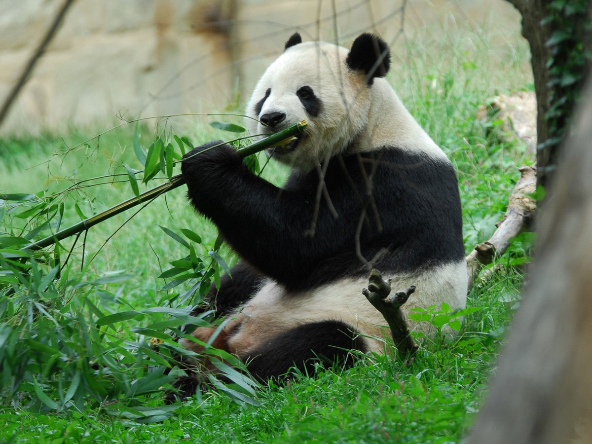 PandaParentClub's tweet photo. Panda Fact of the Day: Giant pandas spend 10-16 hours a day feeding, mainly on bamboo. https://t.co/WWXcaaCORi