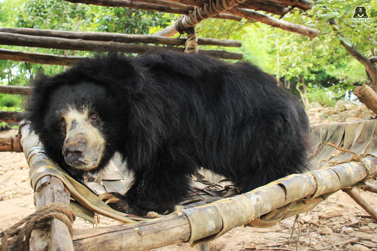 WildlifeSOS's tweet photo. Happy 13th Rescueversary, Chitra!

Chitra’s journey with #WildlifeSOS narrates her endurance. A victim of the 'dancing bear' tradition, she only knew a life of abuse. Her life took a turn when she was rescued by our team.

Isn’t she a treat to watch relaxing on her hammock? https://t.co/QYSnrZOeyh