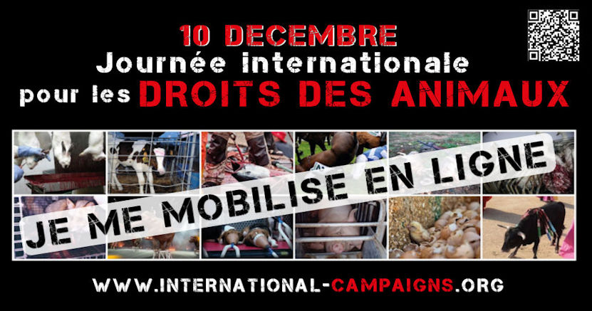 action_ic's tweet photo. https://t.co/ZxAaUrpwxP

Demain, vendredi 10 décembre : toutes et tous en ligne pour faire valoir les droits fondamentaux des animaux à ne pas servir les intérêts humains ! https://t.co/ySKfRqat2I