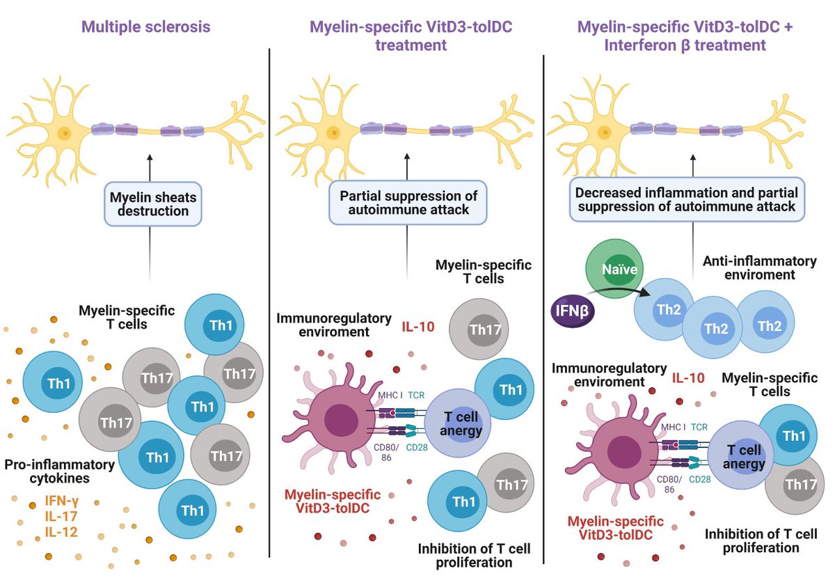 hgermanstrias's tweet photo. 🆒El Servei d’Immunologia del #LabClinicMN d’#hgermanstrias ha publicat un nou article a @MDPIOpenAccess:
👉🏼Teràpia combinada de cèl·lules dendrítiques tolerogèniques amb interferó-Beta en #Esclerosimultiple
🔎 Disponible en anglès:
https://t.co/YwuVM7MYza https://t.co/VSbyJOzhQZ